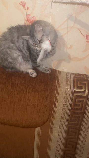 кошка Буся играется с мышкой  #shorts #catmemes