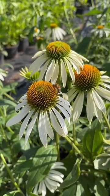 🐝🌼
