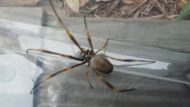Tis a big spider