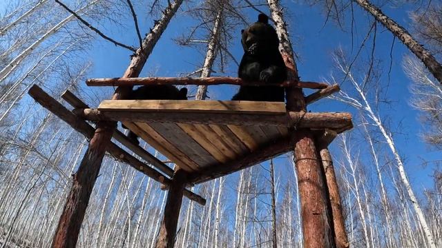 Весна. На лиственнице поспел виноград.