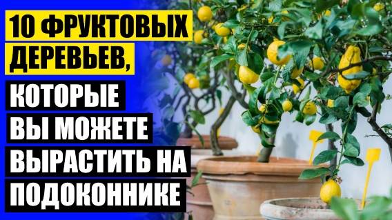 ⚡ Мини киви дерево 💣 Как привить дома лимон 💯