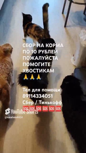 ЧЕЛОВЕК ПОМОГИ 🙏🆘