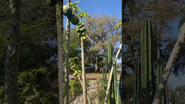Man vs papaya tree must watch till the end