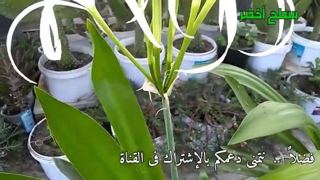 هذا النبات تحفة رائعة الجمال! و زهوره عطرية فى غاية الروعة! 👌👌