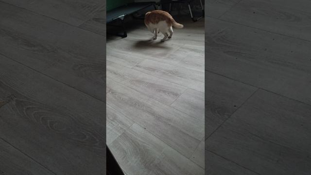 Мышей не обижает со звёздами играет.