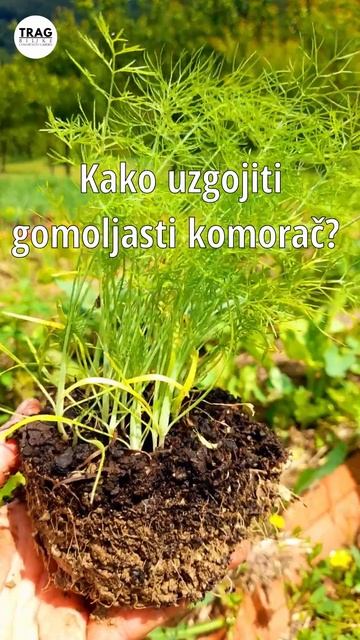 OVAKO PRESADITE KOMORAČ