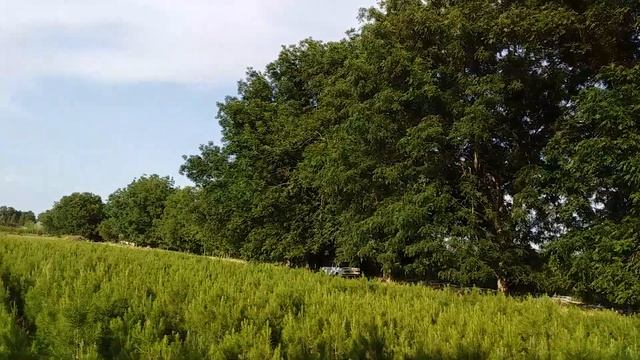60 yillik pekan yong'oqi tuliq abzor #912369191