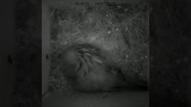 NestCam