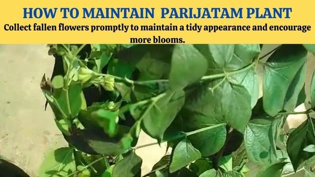 Want To Grow Easily At Home Parijat | Parijatam| Parijatak Nyctanthes Arbor Tristis Jasmine