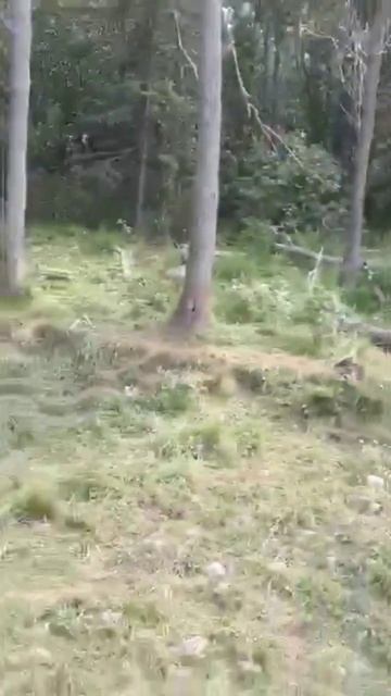 Куча медведей в одном месте. Зачем?