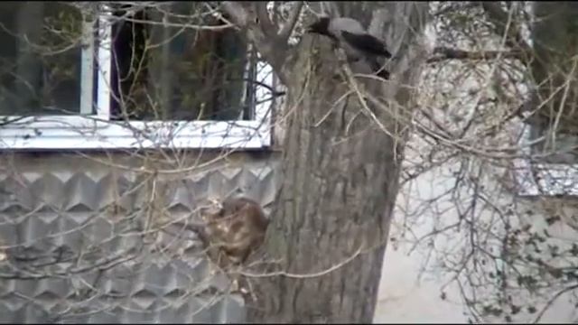 Ворона  против  кота. Кто тут главный?
