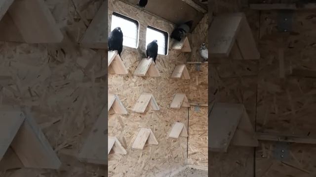 🇷🇺ОБЗОР НИКОЛАЕВСКИХ БЕЗКРУЖНЫХ ГОЛУБЕЙ (4ч).🇷🇺