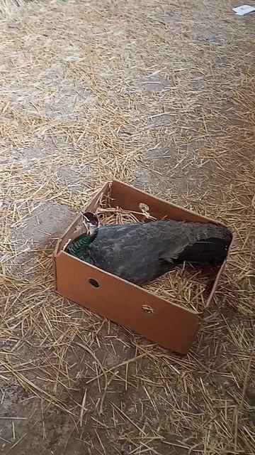Самка павлина ,🦚 купили привезли
