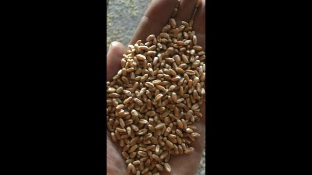 Мобильная аэродинамическая машина Алмаз - очистка пшеницы