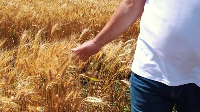 Семінар «ДЕНЬ ПОЛЯ 2021» ОЗИМА ПШЕНИЦЯ - Група АГРОТРЕЙД. Відділ продажу насіння - (097)528-04-46