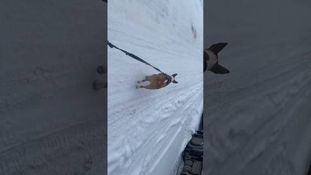 Fast walk with cat MyBublik