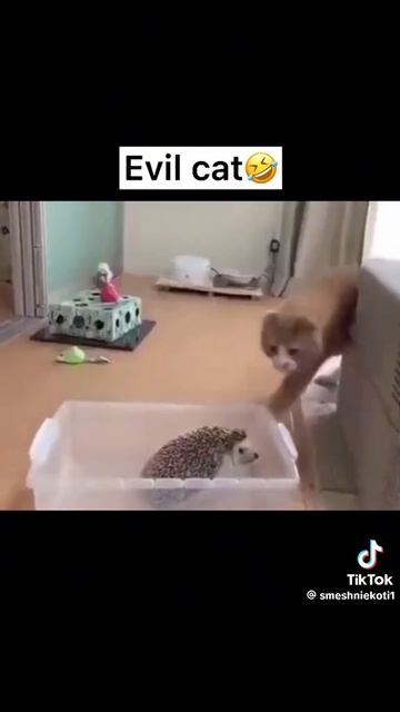 котик и собачка