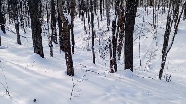 Лыжи, солнце и лес..
