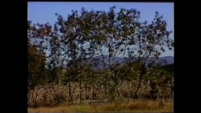 Leucaena salvadorensis - learn more about this miracle tree (part 1)