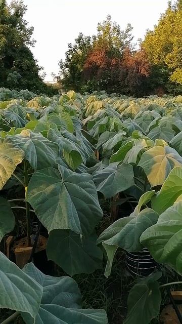 Павловния Шан Тонг.