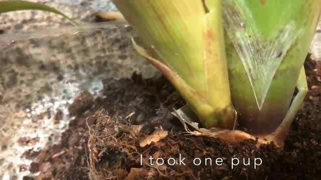 Bromeliads repotting separates pups