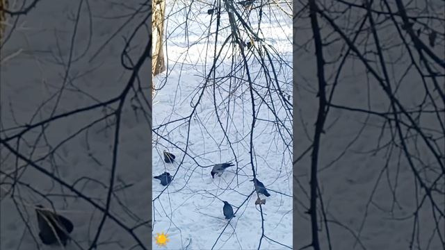 Тусовка ворон под окном.