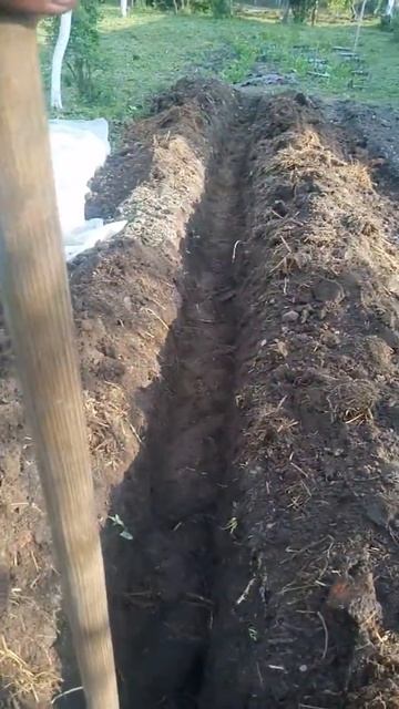 Капает траншею под огурцы))
