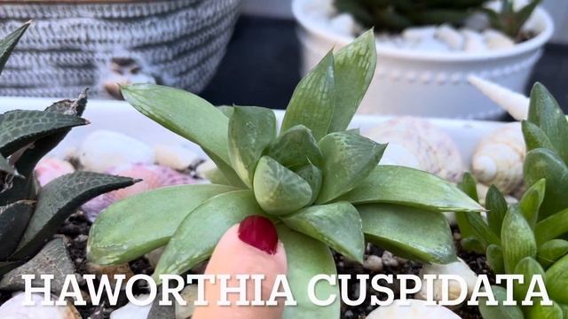 MI TOP 10 DE HAWORTHIAS #suculentas #plantas #jardin #haworthia #suculentasdegris