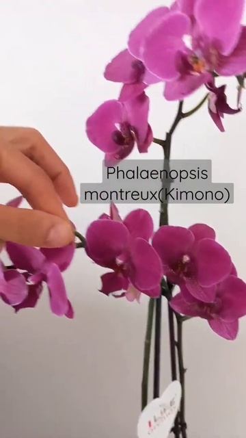 Phalaenopsis montreux/ Kimono
