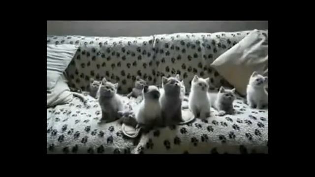Музыкальные котята