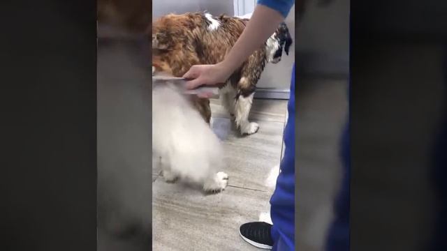 Маша пришла мыться