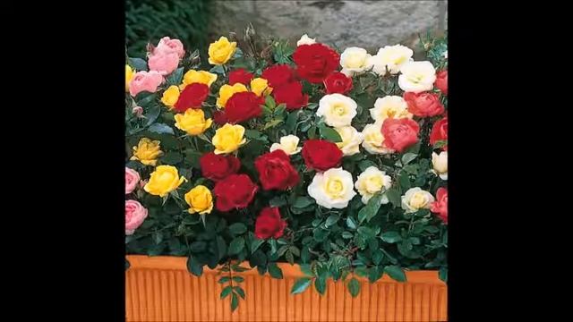 25.МНЕ ВИДНЫ ПЯТНА НА ТРОПЕ...