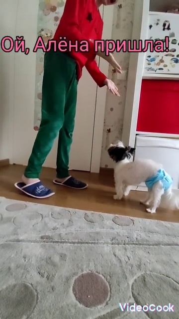 Собачья жизнь. Ч.3 Когда осталась одна дома. #shorts