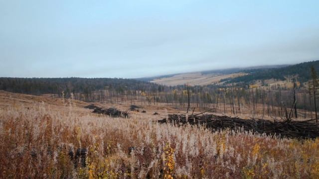 Reforestation: Forestry For The Future (Short)