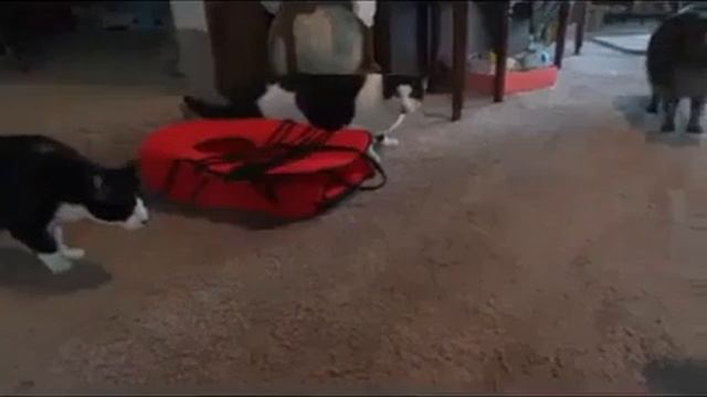 кошки испугались кота-манекена
