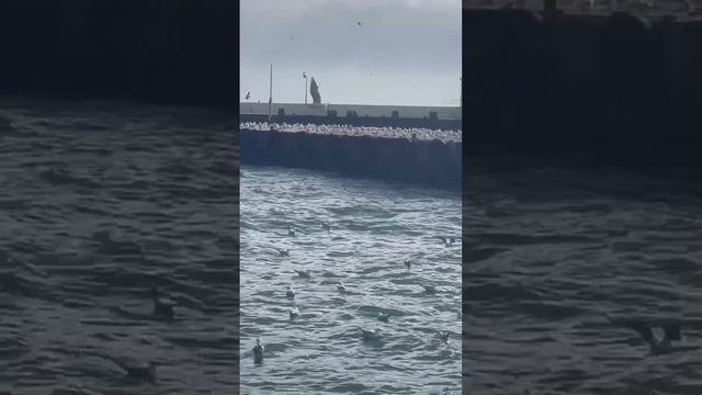 Ялта 💖💖💖 15.02.2025