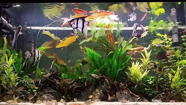 Aquarium Aftermath 08.01.2024 #124
