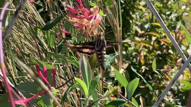 Hummingbird moth/goldflame honeysuckle