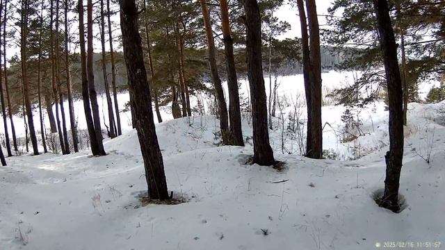 Русоход проходит.mp4
