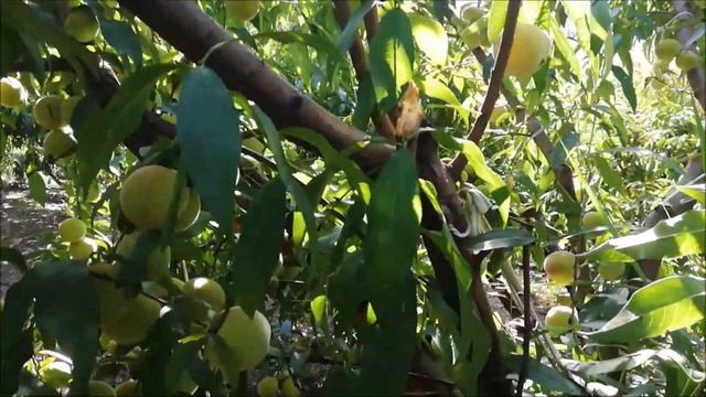 PLANTA DE DURAZNO DE DOS AÑOS Y MEDIO