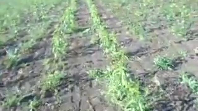 30.05.2017г культурные порасли новый участок.