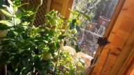 Citrus update, how are they looking in the Summerhouse heading into Spring ?