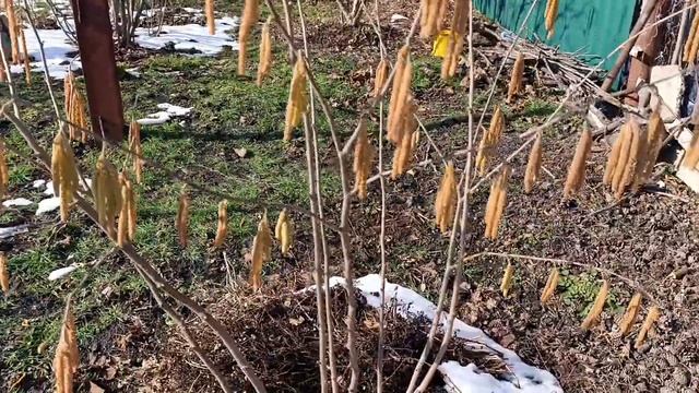 Фундук Трапезунд.Азы и аксиомы.Кустовая формировка и закладка урожая.Наглядное пособие.