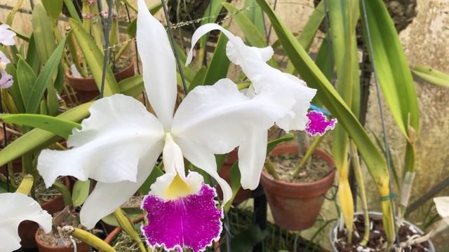 Cali Orchid - Cattleya warscewiczii semialba ‘FMB’