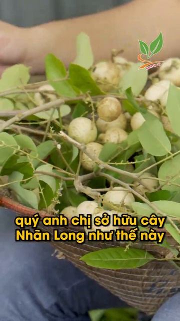 NHÃN LONG ĐẾN MÙA THU HOẠCH TẠI VƯỜN KHÁNH VÕ