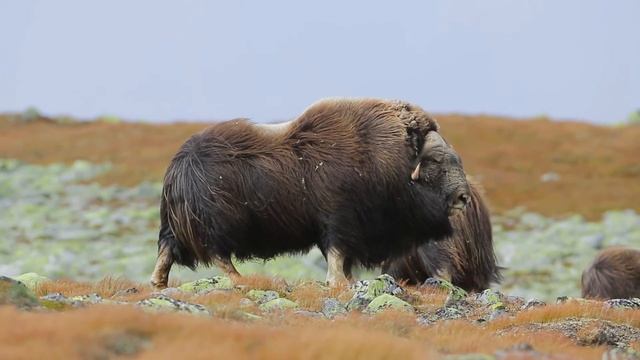 Noorwegen2012, Musk Ox, Dovrefjell.