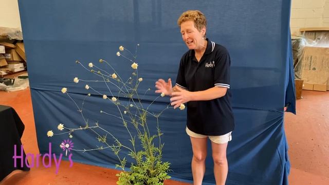 Rosy Hardy Presents: Cephalaria alpina