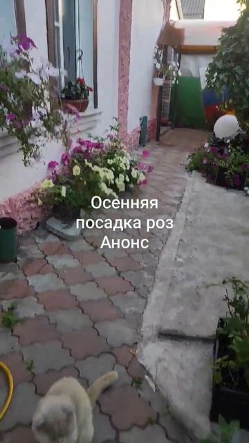 Осенняя посадка роз. Анонс