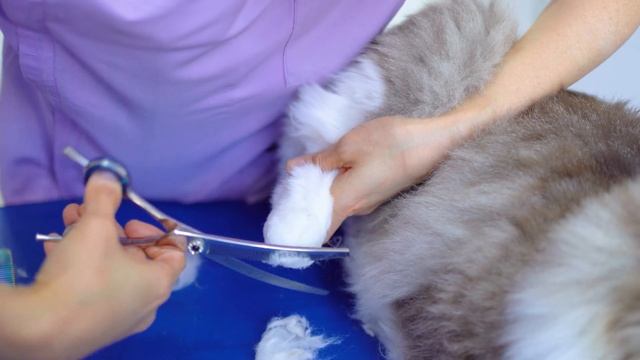 The reason why I´m happy as a pet groomer! I can touch jelly bean toes as much as I want!😻🛁✂️❤️