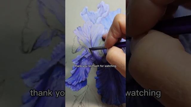 Painting a Mariposa Skies Bearded Iris